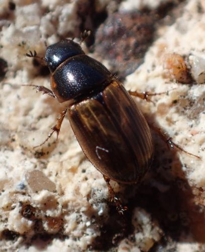 Réf. 323 109 : Melinopterus sp.